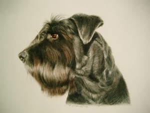 dog portrait in color pencil and water color