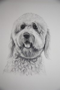 dog portrait in graphite as a Christmas gift