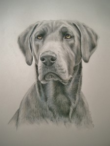 great dane weinmaraner cross breed in color pencil portait