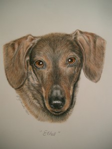 dachshund dog drawing portrait