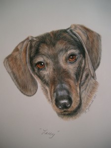 dachshunds dog portraits in Color pencil