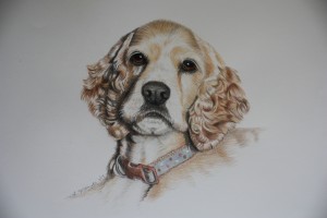 dog portrait cocker spaniel