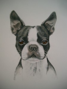 color pencil custom fine art dog portrait of boston terrier