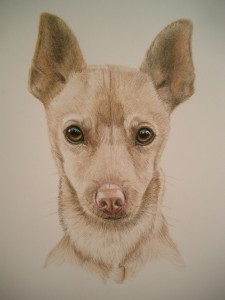 chihuahua mix breed in color pencil