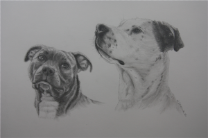 Pit bull graphite drawing