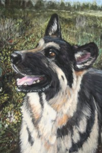 pastel on black velvet paper of german shepherd