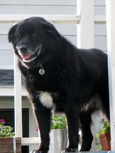 pastel portrait of Newfoundland mix breed dog