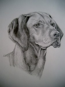 vizsla dog portrait