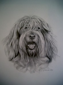 Rocky, a PVBG done in Graphite. Image to be framed in 16″x 20″.