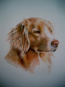 color pencil drawing of nova Scotia Duck tolling dog