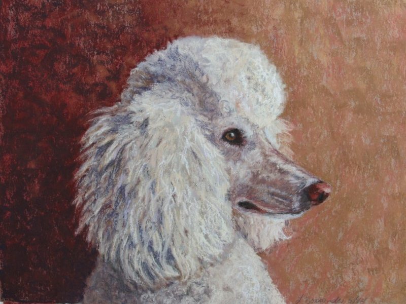 standard poodle, pastel painting, custom dog painting by dog portrait artist Lesley Zoromski, Petaluma, CA