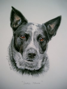 commission custom portrait of cattle dog