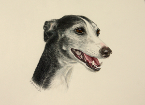 color pencil commission portrait of greyhound