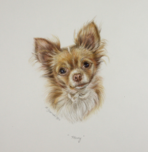 “Macy” is done with color pencil/water color paint on an 14″x11″ piece of Strathmore paper.