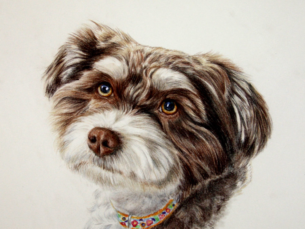 Ms. Charlie - by dog portrait artist Lesley Zoromski, Petaluma, CA
