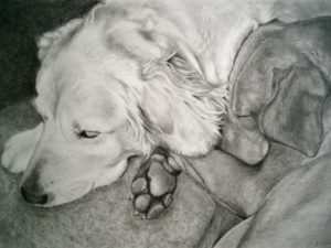 graphite portrait of dogs sleeping