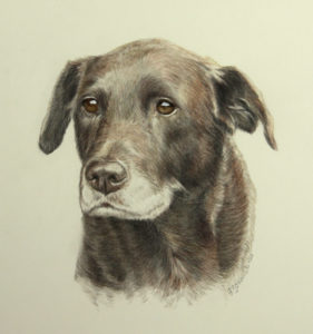 dog art commission, color pencil, watercolor paint