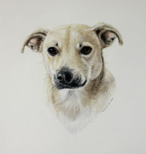 color pencil, water color paint, chihuahua, terrier