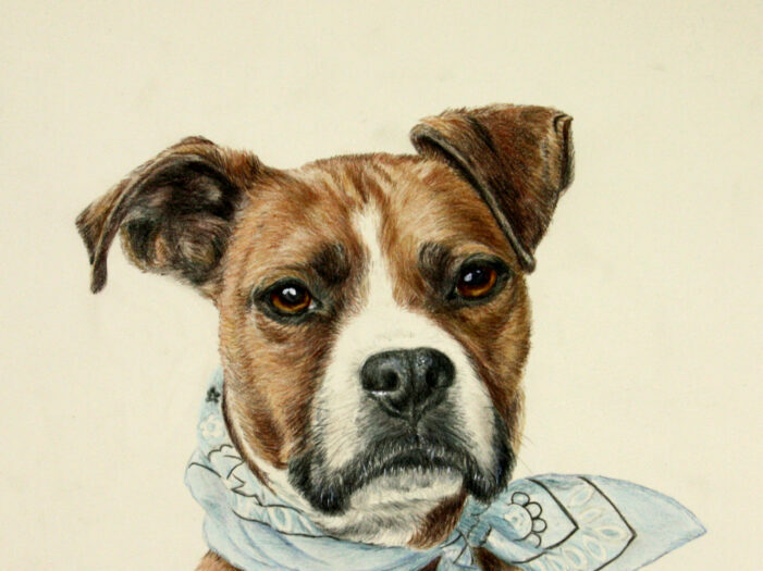 dog portrait of black and white dog - color pencil and water color by artist Lesley Zoromski, Petaluma, CA