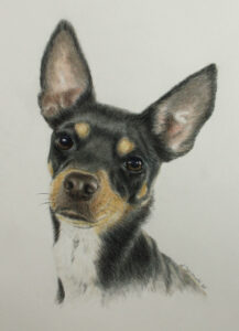 Pinscher/chihuahua mix in color pencil.