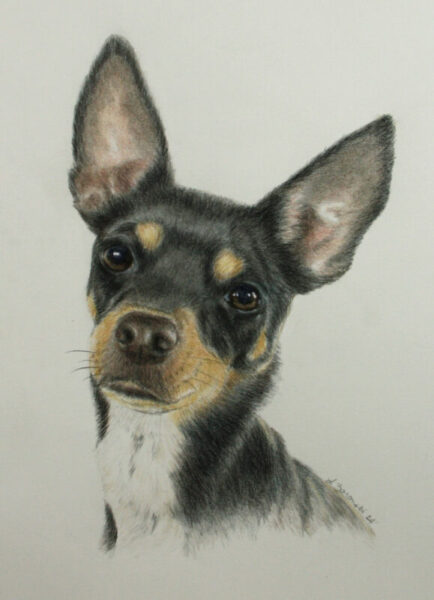 Pinscher/chihuahua mix in color pencil.