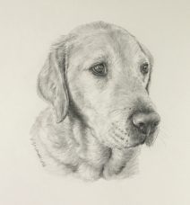 Labrador in Graphite Pencil