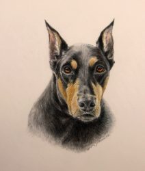 dog painting, doberman pinscher