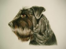 dog portrait in color pencil and water color