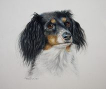 Color Pencil,dog portraits,commissions