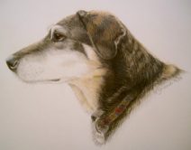 color pencil commission portrait of dog