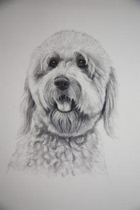 dog portrait in graphite as a Christmas gift