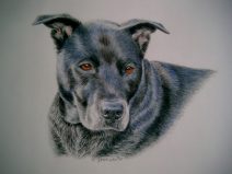 color pencil drawing of pit bull mix