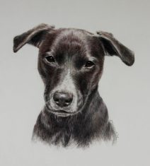 Color Pencil of Pointer Mix Breed Dog