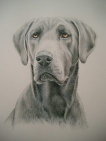 color pencil weimaraner mastiff dog portrait