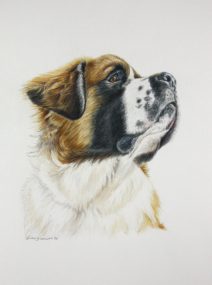 St. Bernard color pencil portrait