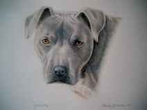 cesar Millan's pitbull Junior in color pencil portrait