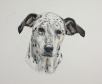 Dalmation mix breed dog in color pencil watercolor paint