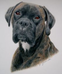 boxer dog, custom dog portrait in color pencil