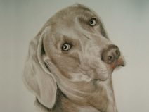 color pencil portrait of Weimaraner