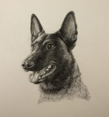 graphite dog portrait, belgian malinois