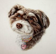 color pencil commissions of dogs