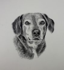 graphite dog portraits, commission dog portraits