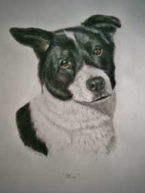 dog portrait of black and white dog - color pencil and water color