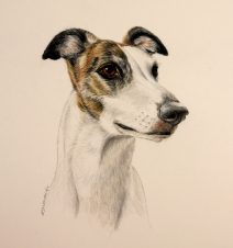 Greyhound color pencil/ watercolor paint portrait