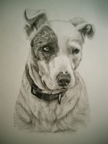 graphite of pitbull mix