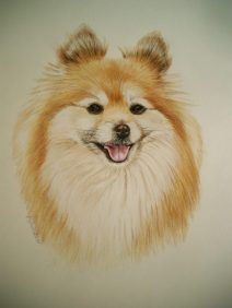 color pencil watercolor paint of pomeranians