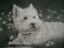 West Highland Terrier in Graphite