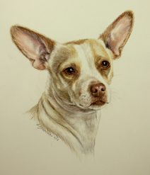 color pencil, dog drawings, commissions