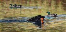 pastel painting of dog retrieving in water